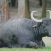 Black Wild Water Buffalo Animal Diamond Painting