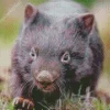 Black Wombat Diamond Painting
