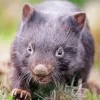 Black Wombat Diamond Painting