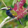 Black Yellow Eared Toucanet Diamond Painting