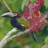 Black Yellow Eared Toucanet Diamond Painting