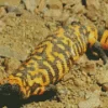 Black And Orange Gila Monster Diamond Painting