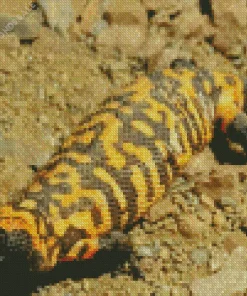 Black And Orange Gila Monster Diamond Painting