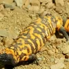 Black And Orange Gila Monster Diamond Painting