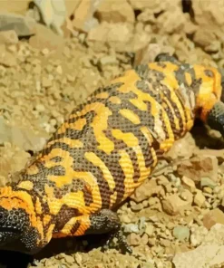 Black And Orange Gila Monster Diamond Painting
