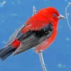 Black And Red Scarlet Tanager Diamond Painting