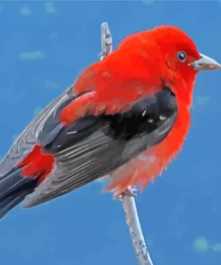 Black And Red Scarlet Tanager Diamond Painting