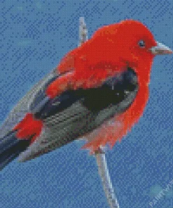 Black And Red Scarlet Tanager Diamond Painting