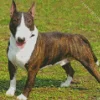 Black And White Bull Terrier Diamond Painting