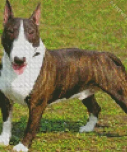 Black And White Bull Terrier Diamond Painting