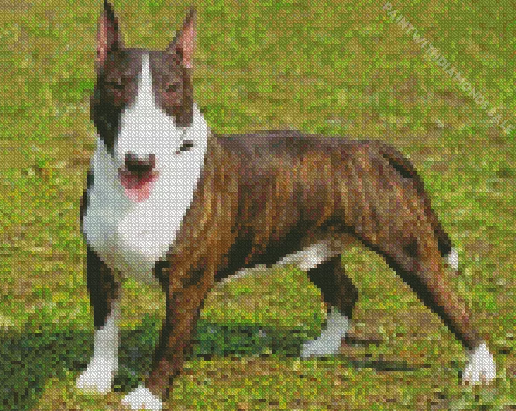 black and white Bull Terrier Diamond By Numbers Black And White Bull Terrier Diamond Painting