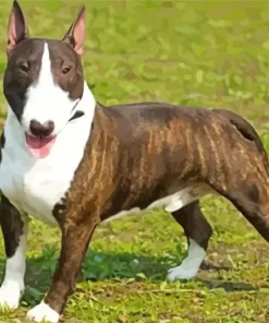 Black And White Bull Terrier Diamond Painting