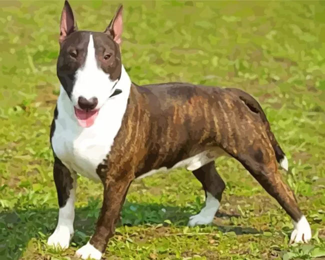 black and white Bull Terrier Diamond Paintings Black And White Bull Terrier Diamond Painting