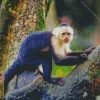 Black And White Capuchin Monkey Diamond Painting
