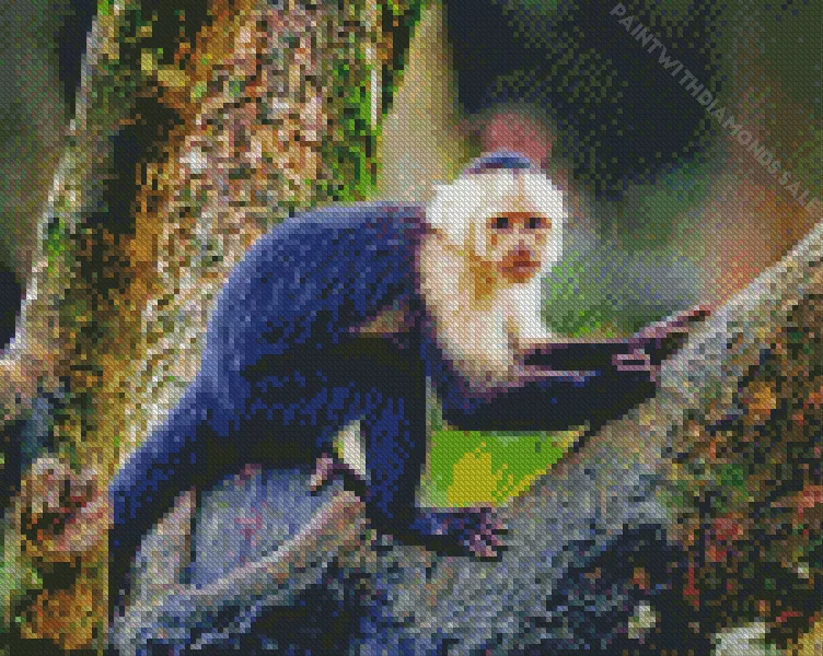 black and white Capuchin Monkey Diamond By Numbers Black And White Capuchin Monkey Diamond Painting