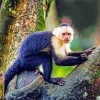 Black And White Capuchin Monkey Diamond Painting