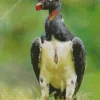 Black And White King Vulture Diamond Painting