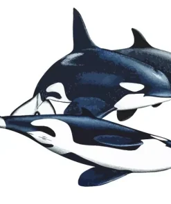 Black And White Orcas Diamond Painting