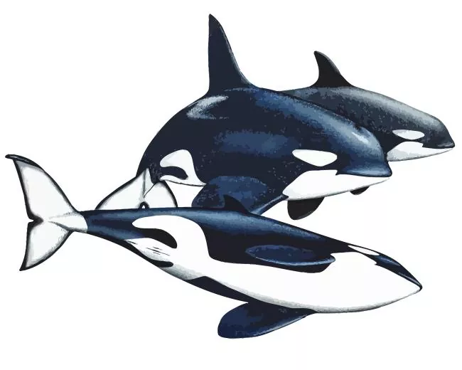 black and white Orcas Diamond With Numbers Black And White Orcas Diamond Painting