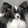 Black And White Papillon Dog Diamond Painting