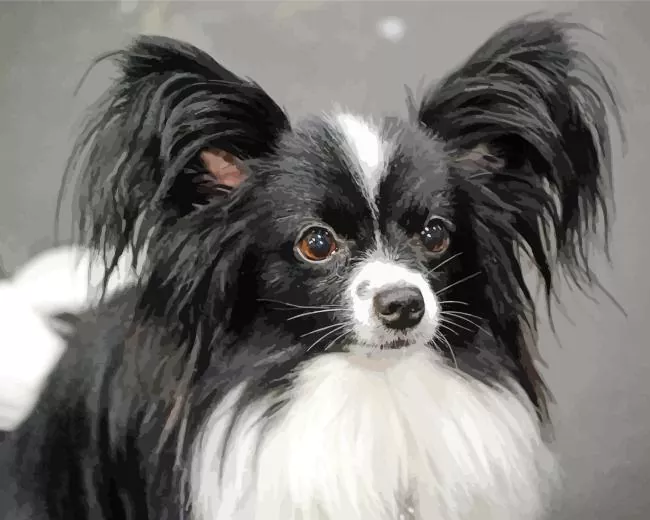black and white Papillon dog Diamond By Numbers Black And White Papillon Dog Diamond Painting