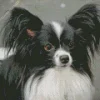 Black And White Papillon Dog Diamond Painting