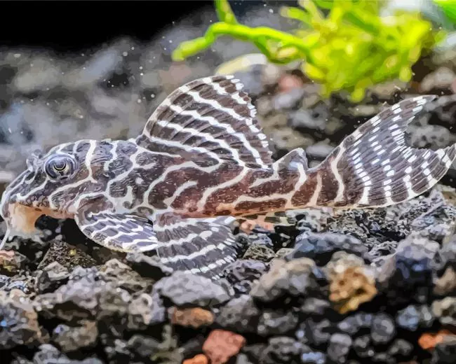 black and white Pleco Fish Diamond Paints Black And White Pleco Fish Diamond Painting