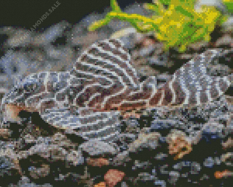 black and white Pleco Fish Diamond With Numbers Black And White Pleco Fish Diamond Painting