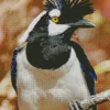 Black And White Tufted Jay Diamond Painting