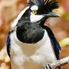 Black And White Tufted Jay Diamond Painting