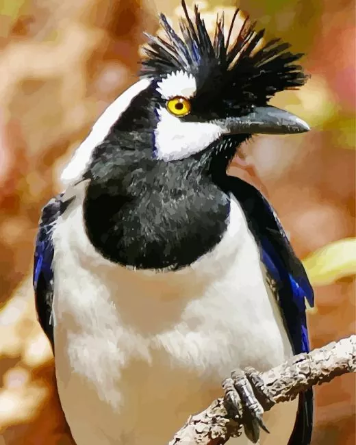 black and white Tufted Jay Diamond Paints Black And White Tufted Jay Diamond Painting