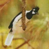 Black And White Tufted Jay Bird Diamond Painting