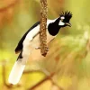 Black And White Tufted Jay Bird Diamond Painting