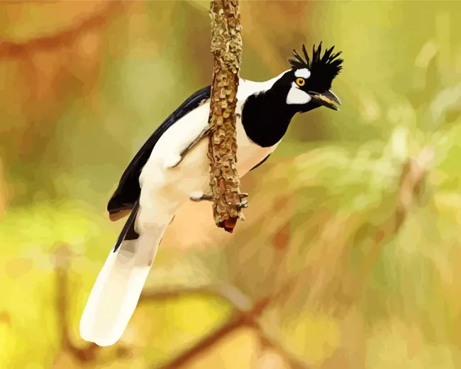 black and white Tufted Jay bird Diamond Paints Black And White Tufted Jay Bird Diamond Painting