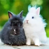 Black And White Angora Rabbit Diamond Painting