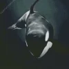 Black And White Killer Whale Diamond Painting