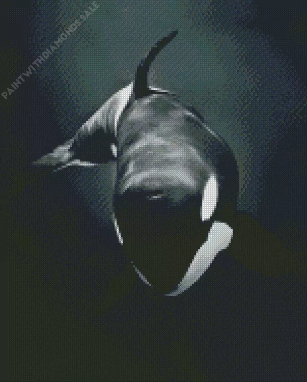 black and white killer whale Diamond Paintings Black And White Killer Whale Diamond Painting