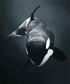 Black And White Killer Whale Diamond Painting