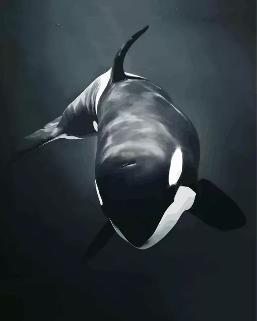 black and white killer whale Diamond With Numbers Black And White Killer Whale Diamond Painting