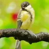 Black And Yellow Parus Bird Diamond Painting