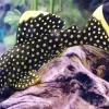 Black And Yellow Pleco Fish Diamond Painting