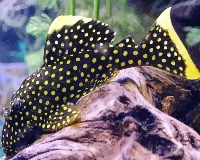 black and yellow Pleco Fish Diamond Paints Black And Yellow Pleco Fish Diamond Painting