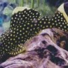 Black And Yellow Pleco Fish Diamond Painting