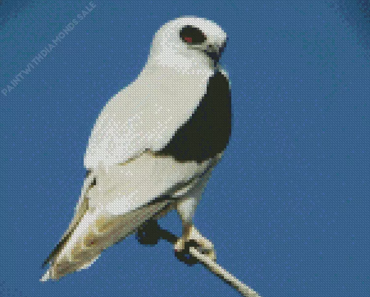 black winged Elanus Bird Diamond Dotz Black Winged Elanus Bird Diamond Painting