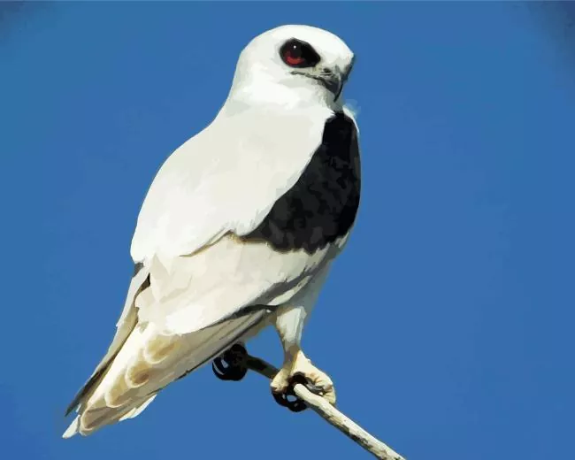 black winged Elanus Bird Diamond With Numbers Black Winged Elanus Bird Diamond Painting