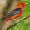 Black Winged Summer Tanager Diamond Painting