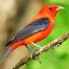 Black Winged Summer Tanager Diamond Painting
