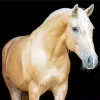Blonde Palomino Diamond Painting