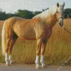 Blonde Palomino Horse Diamond Painting