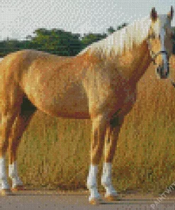 Blonde Palomino Horse Diamond Painting